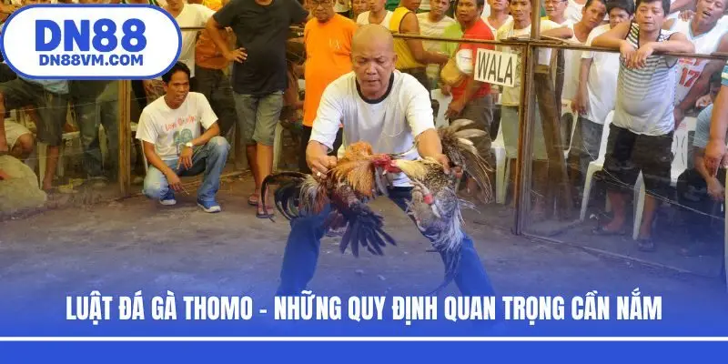 Luật Đá Gà Thomo - Những Quy Định Quan Trọng Cần Nắm